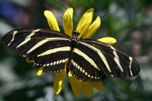 Zebra_longwing_butterfly1