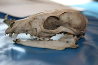 skull