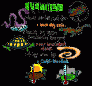 all_reptiles