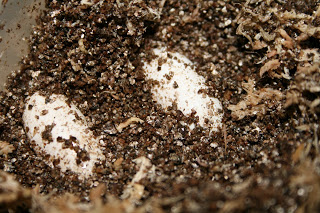 gecko-eggs