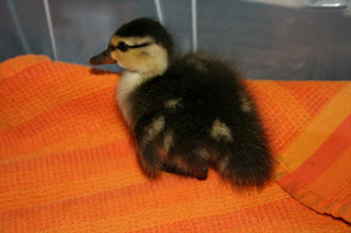 duckling