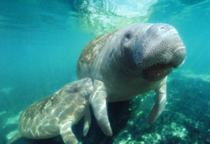 manatee11