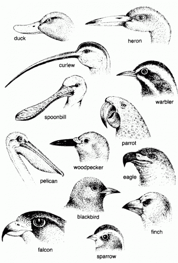 bird-beaks21