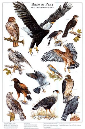 Birds of Prey, Birds of Prey List