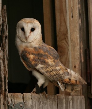 barn-owl1