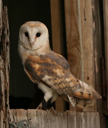 barn-owl1