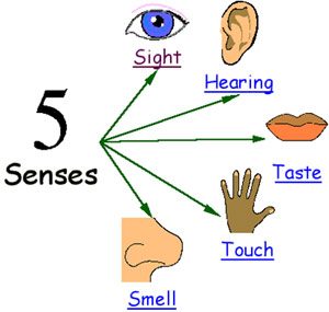 5-senses