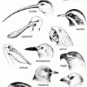 Birds: Beaks & Feet