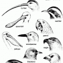 Bird Beaks